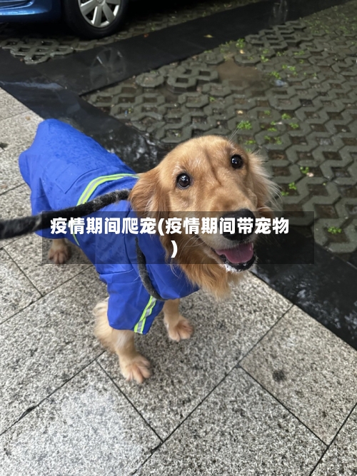 疫情期间爬宠(疫情期间带宠物)-第1张图片